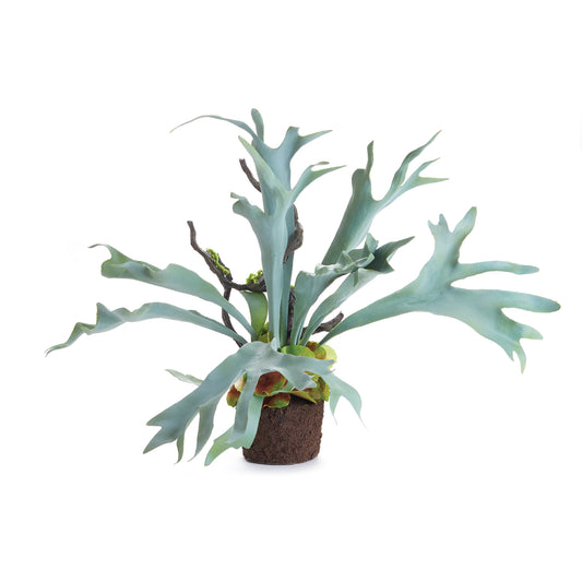 Staghorn Fern Drop-In 22"