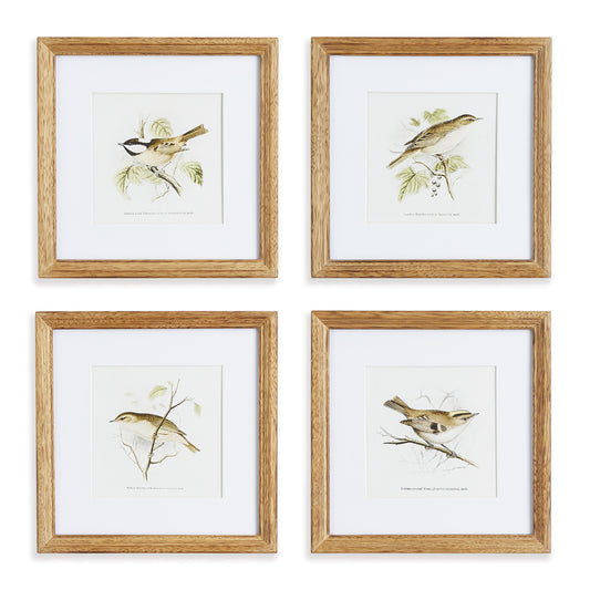 Perching Bird Study Petite, Set Of 4