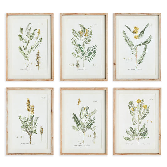 Mid-Summer Blooms Prints, Set Of 6