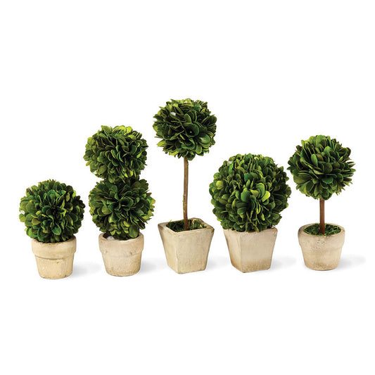 Boxwood Mini Topiaries In Pots, Set Of 5