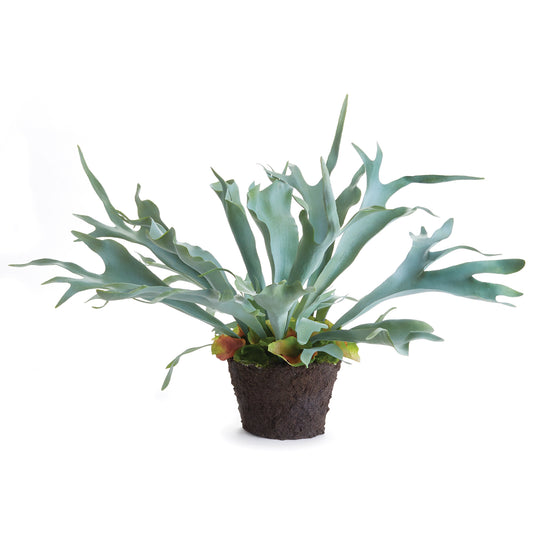 Staghorn Fern Drop-In 21"