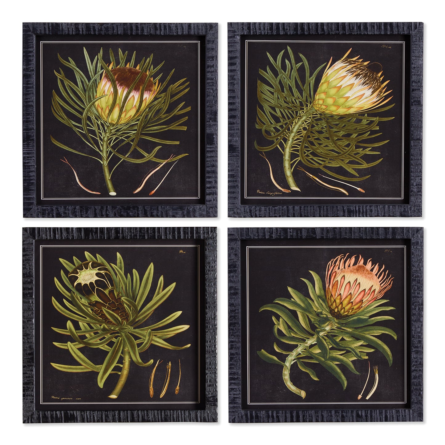 Protea Petite Prints, Set Of 4