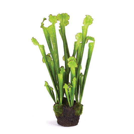 Sarracenia Drop-In 21"