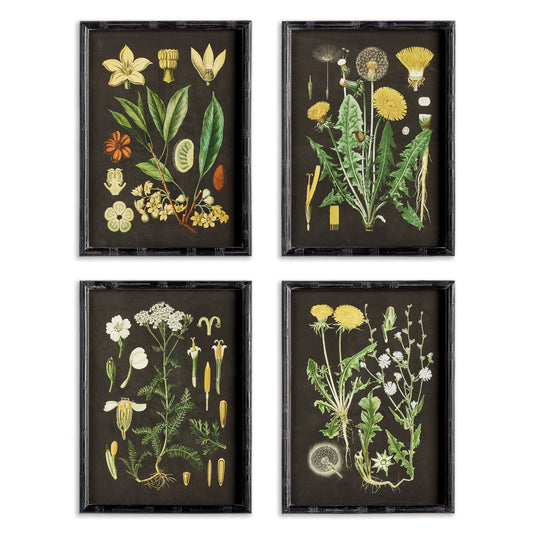 Golden Botanical Study, Set Of 4