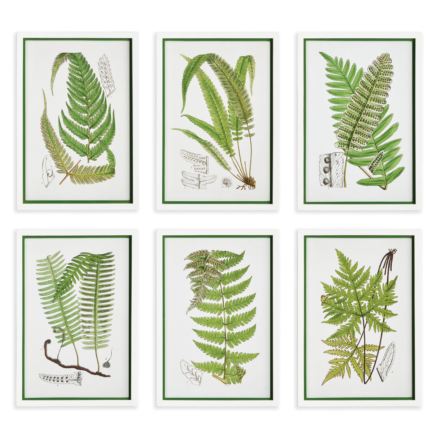 Layered Fern Prints, Set Of 6