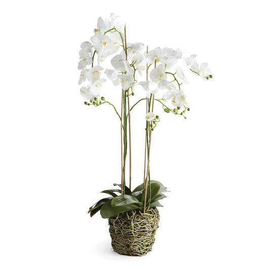 Phalaenopsis Orchid Drop-In 44"