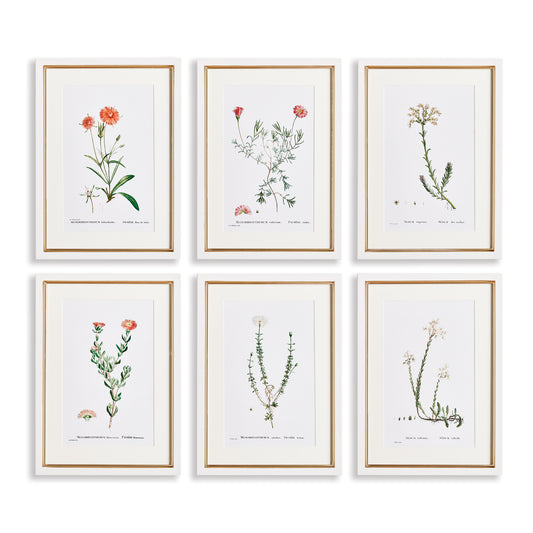 Flower Studies In Shades Of Blush, Set Of 6