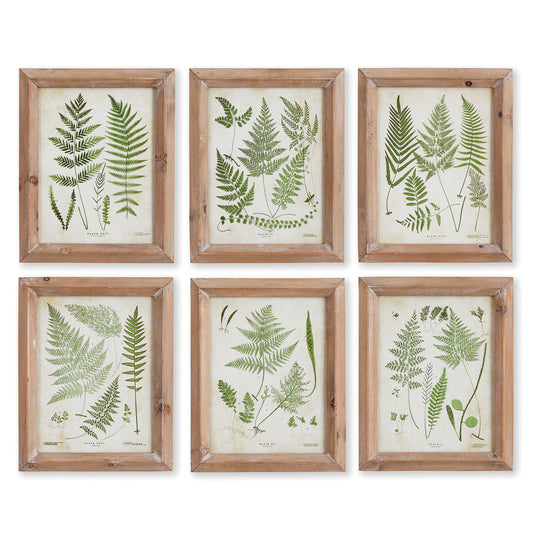 Assorted Frond Study Petite, Set Of 6