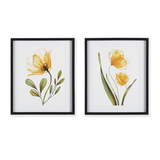 X-Ray Botanical Prints, Set Of 2