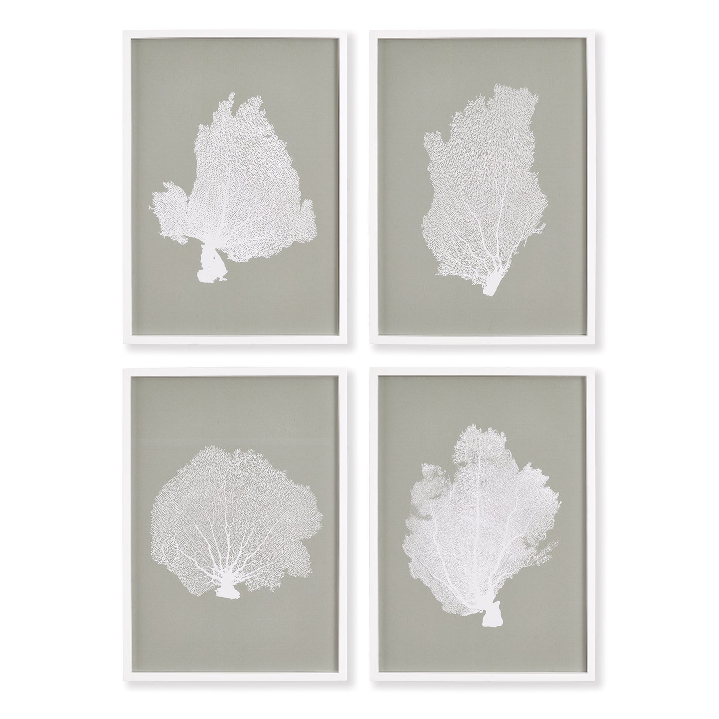 Coral Fans Study, Set Of 4