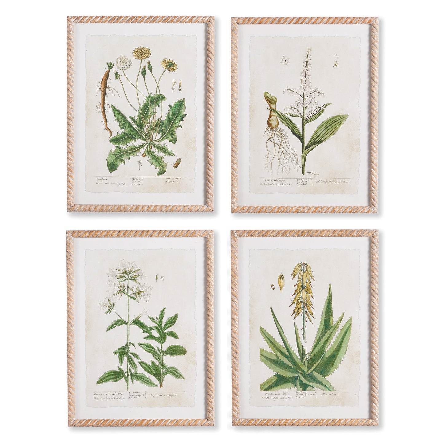 Vintage Botanical Study, Set Of 4