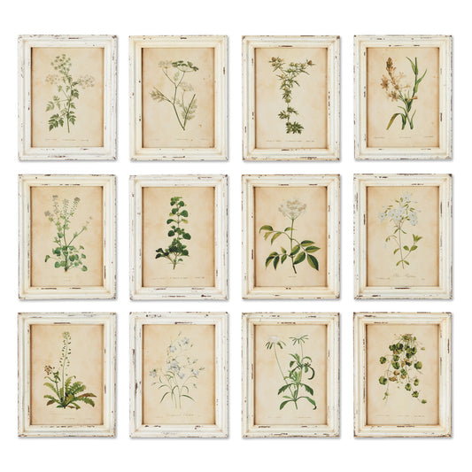 Framed Wild Flower Botanical Prints, Set Of 12