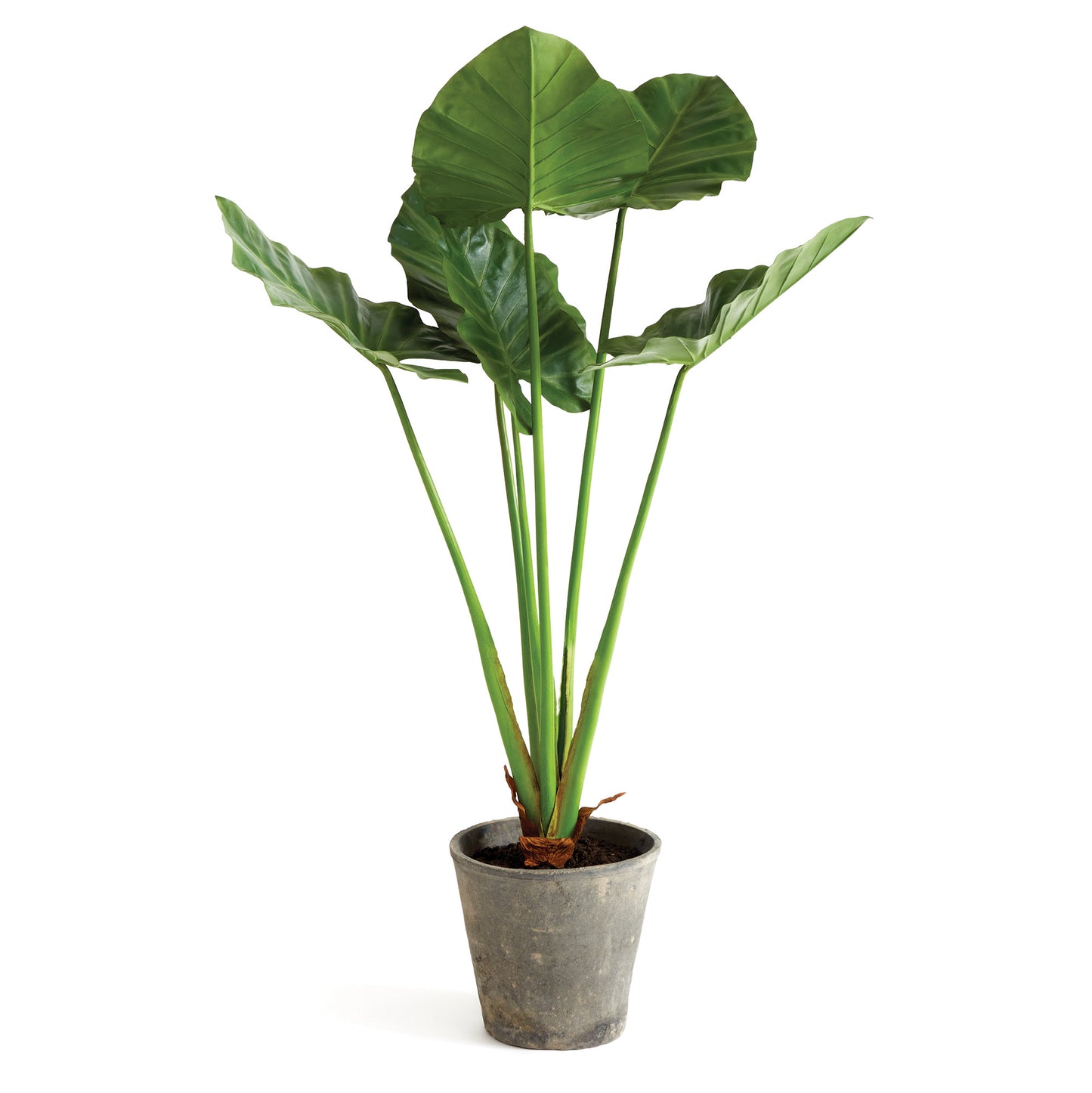 Alocasia Potted 42"