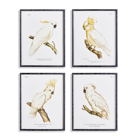 Parrot Study In White, Set Of 4