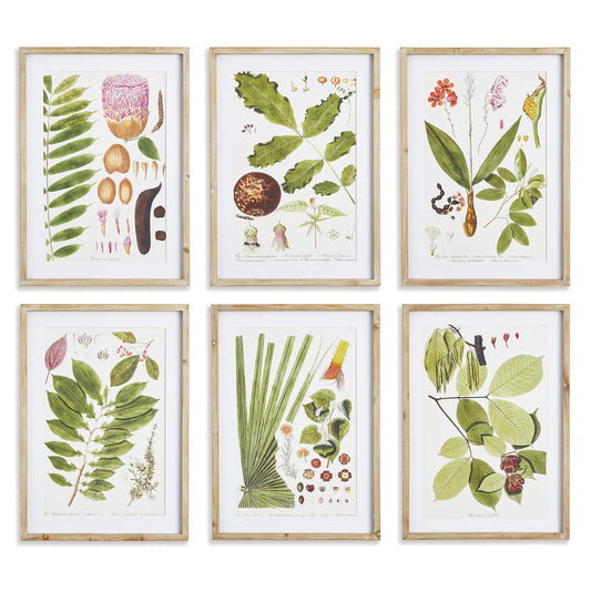 Leaf Botanical Study, Set Of 6