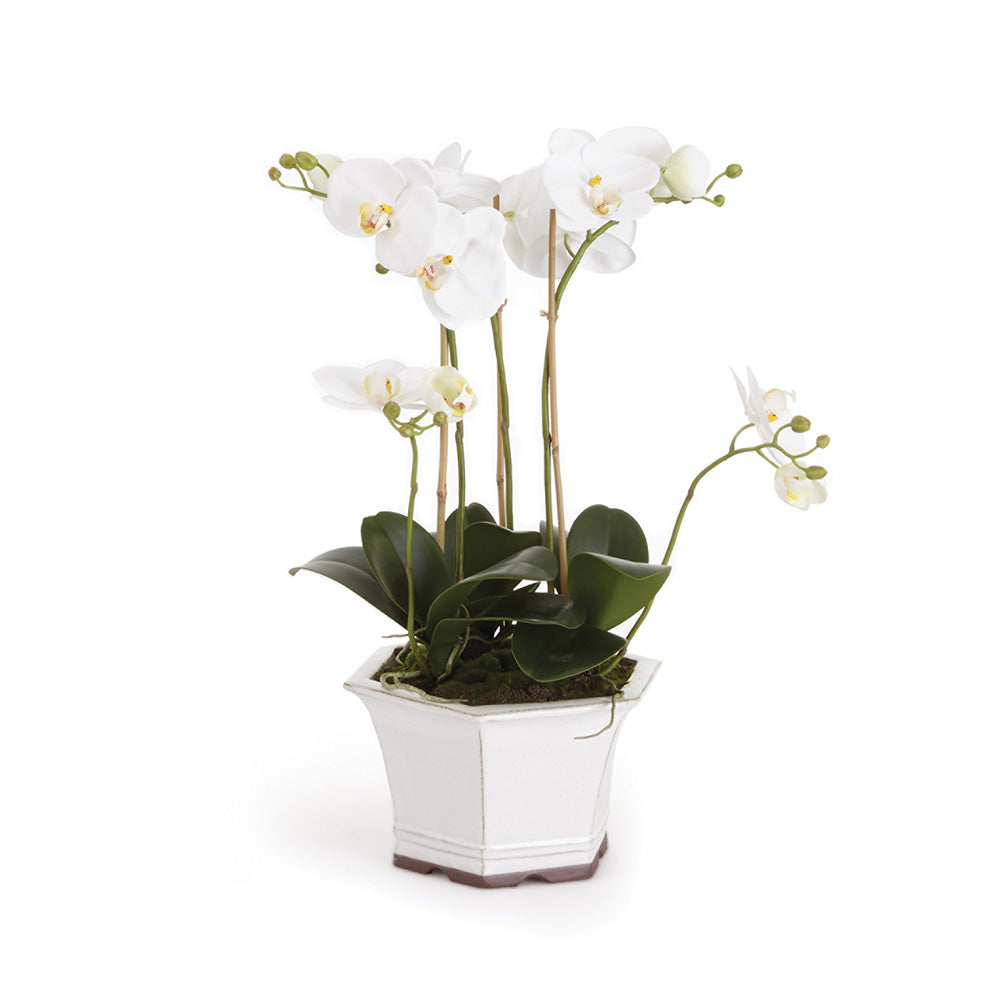 Barclay Butera Phalaenopsis In Ceramic Pot 18.5"