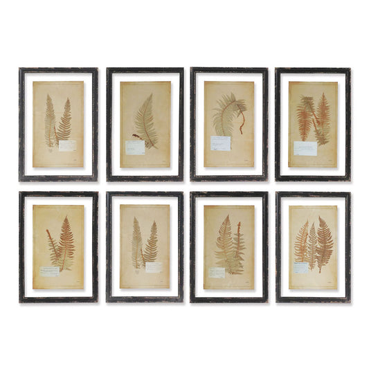 Framed Vintage Fern Prints, Set Of 8