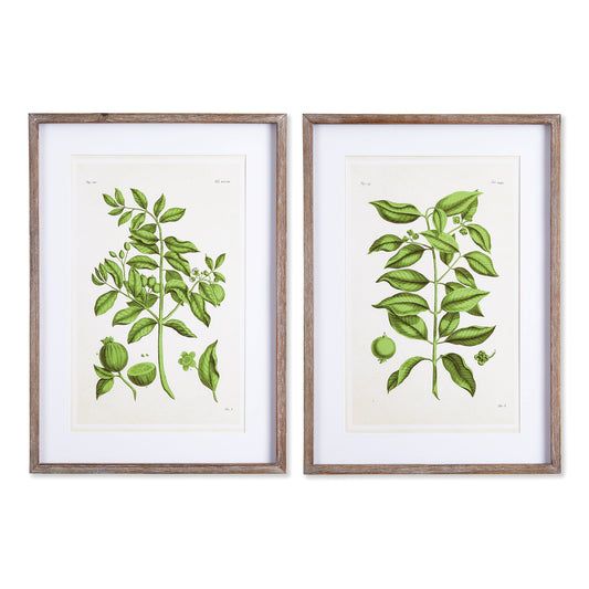 Guava Prints, Set Of 2