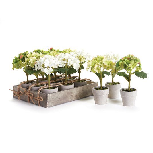 Mini Hydrangea Potted 7", Set Of 12