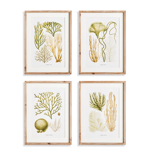 Verdant Coral Study, Set Of 4