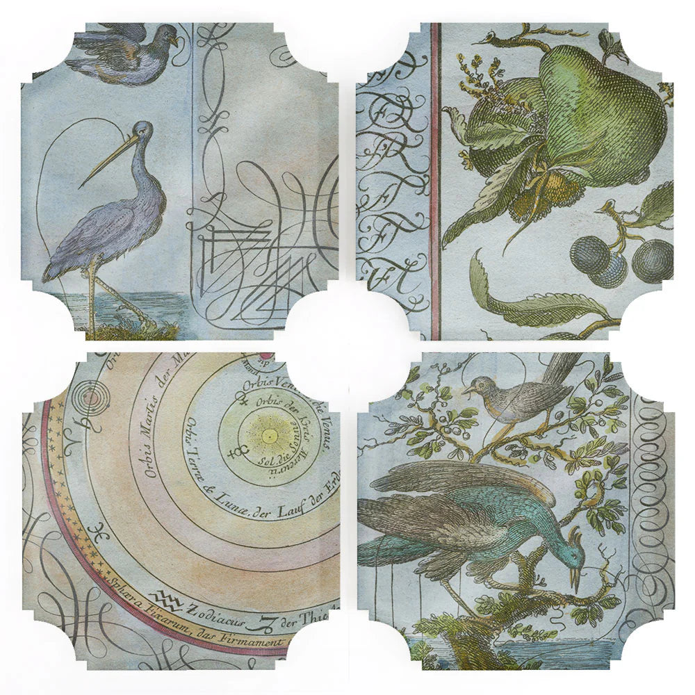 Birds Coasters