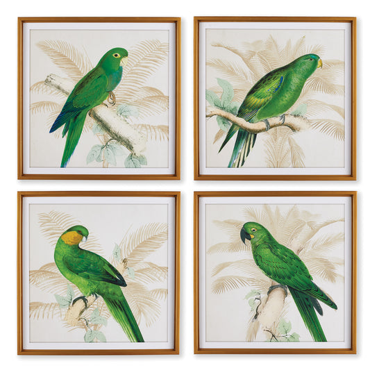 Green Parrots Study, Set Of 4