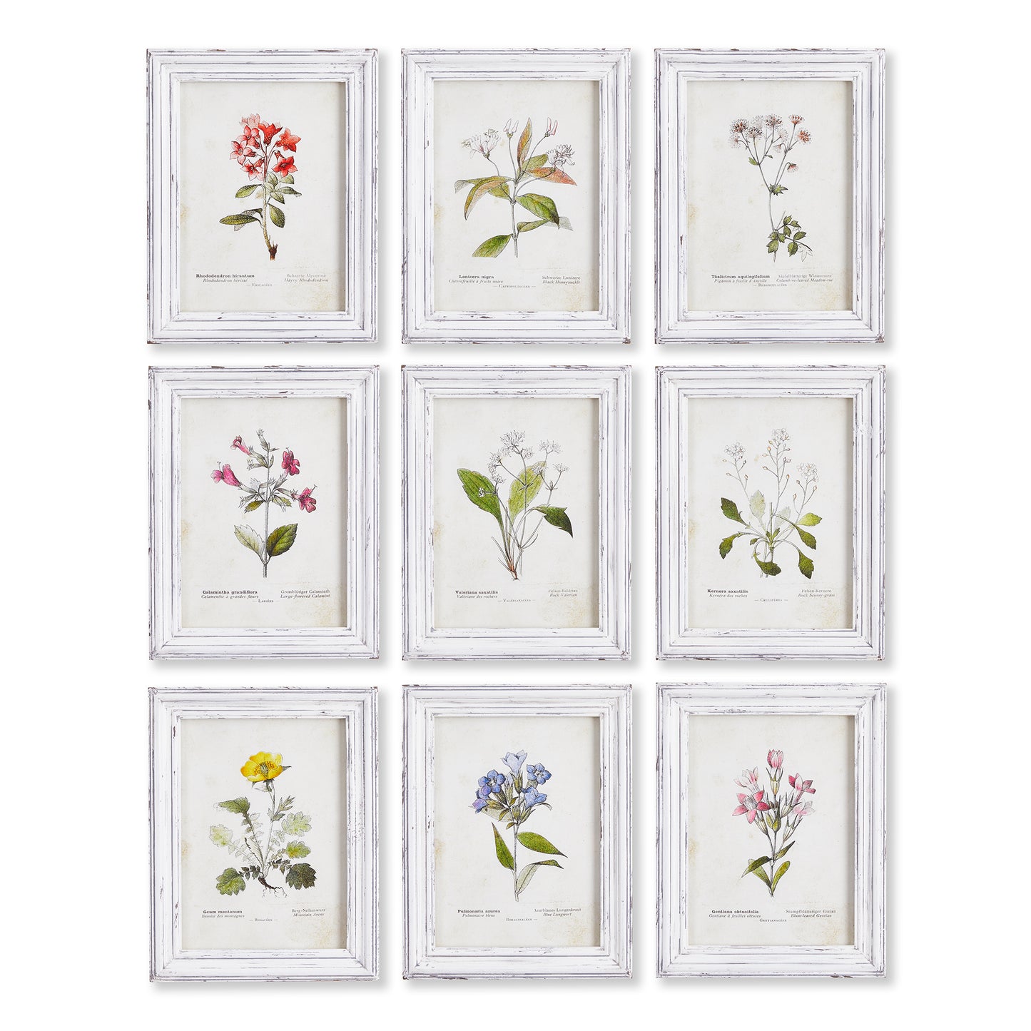 Garden Meadow Study, Set Of 9