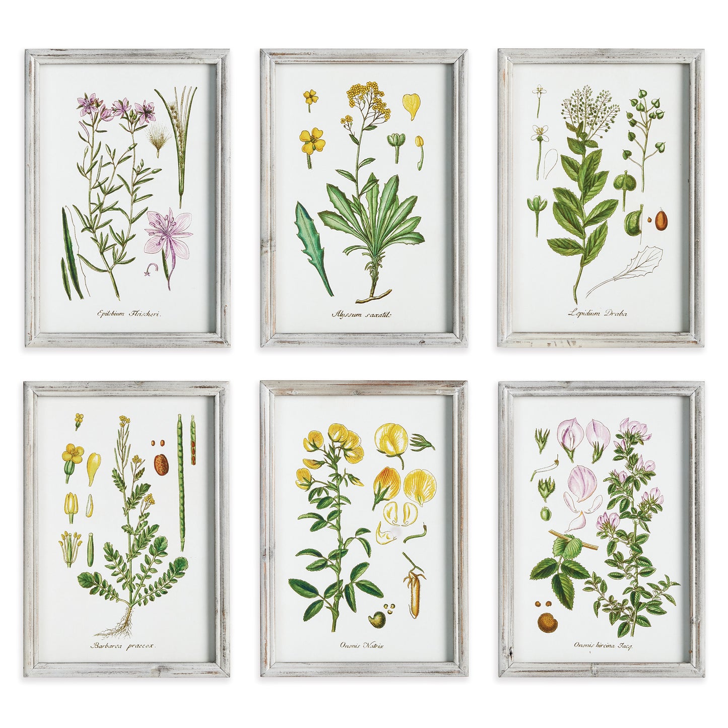 Perennial Botanical Study, Set Of 6