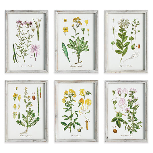 Perennial Botanical Study, Set Of 6