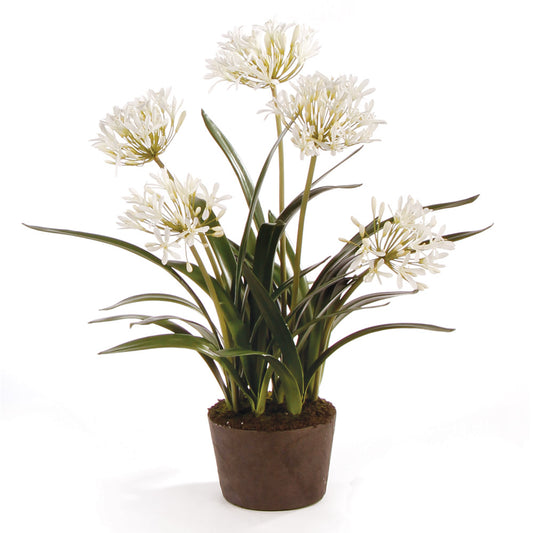 Agapanthus Drop-In 29"