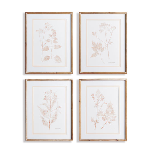 Blush Botanical Study, Set Of 4