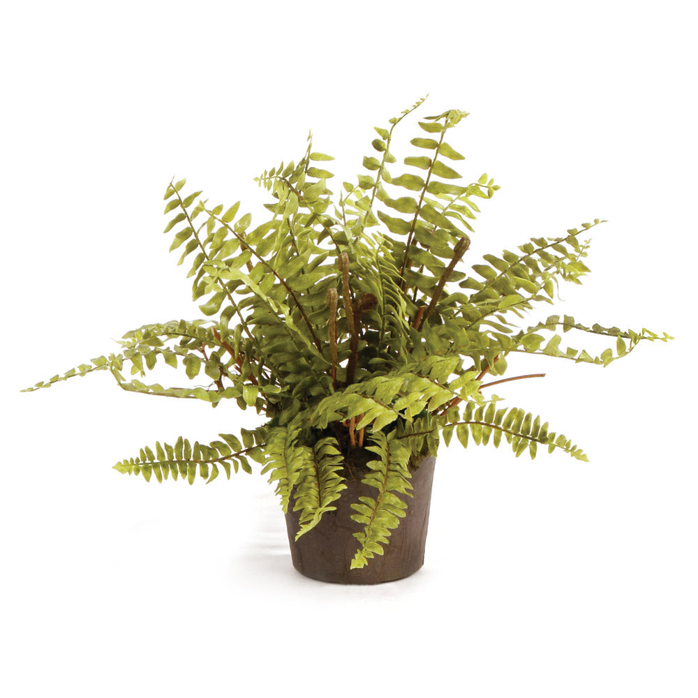 Boston Fern Drop-In 12"