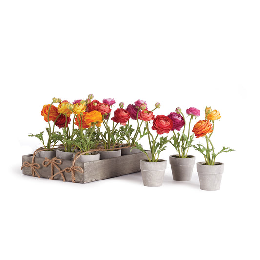 Mini Ranunculi 7" Potted, Set Of 12