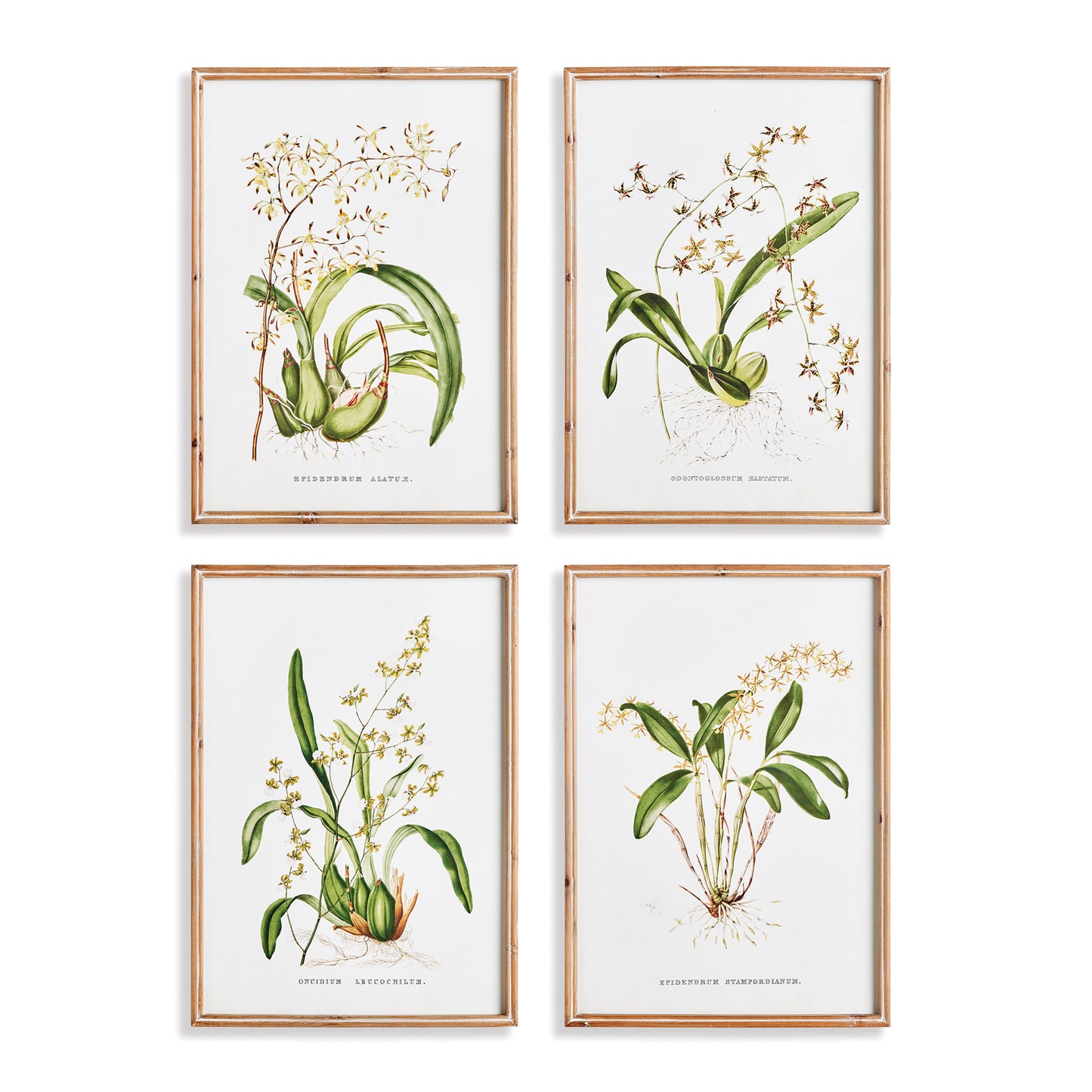 Orchid Assortment Study, Set Of 4