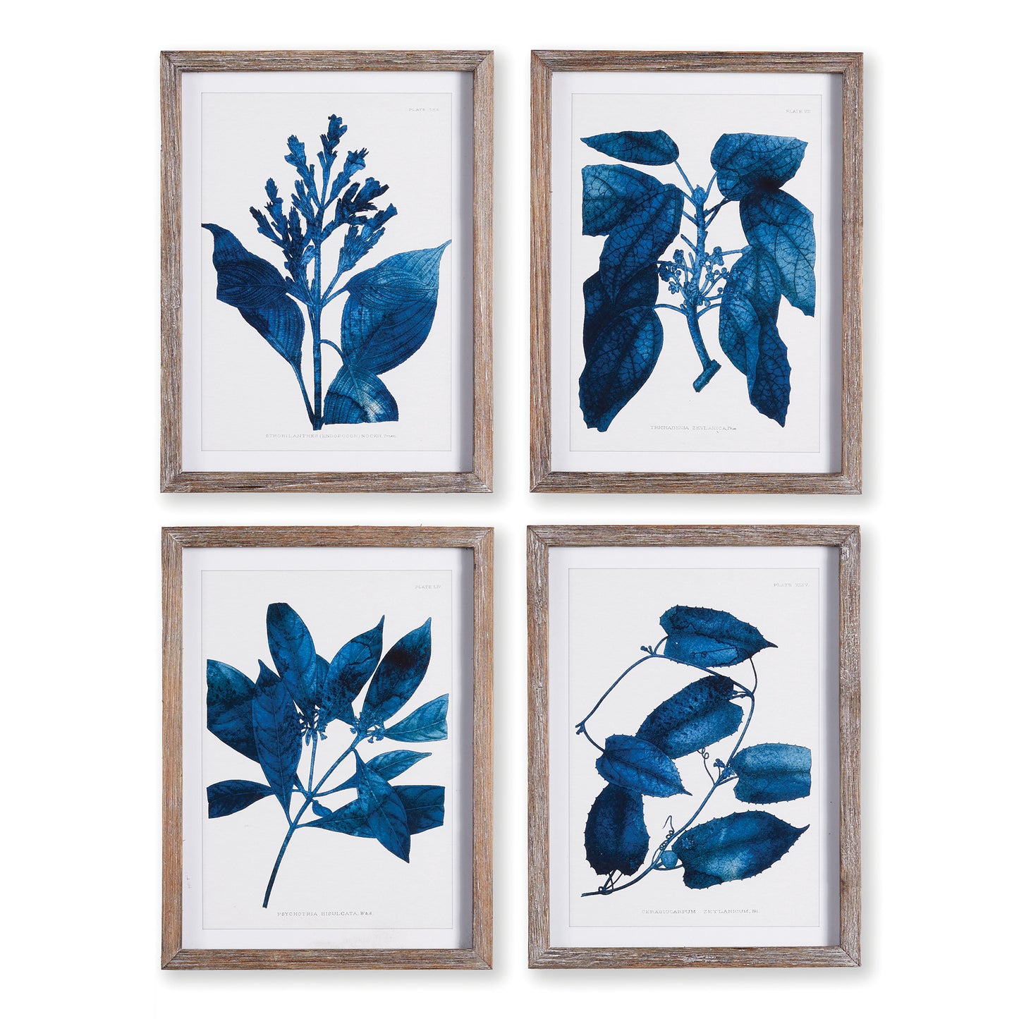 Indigo Botanicals, Set Of 4