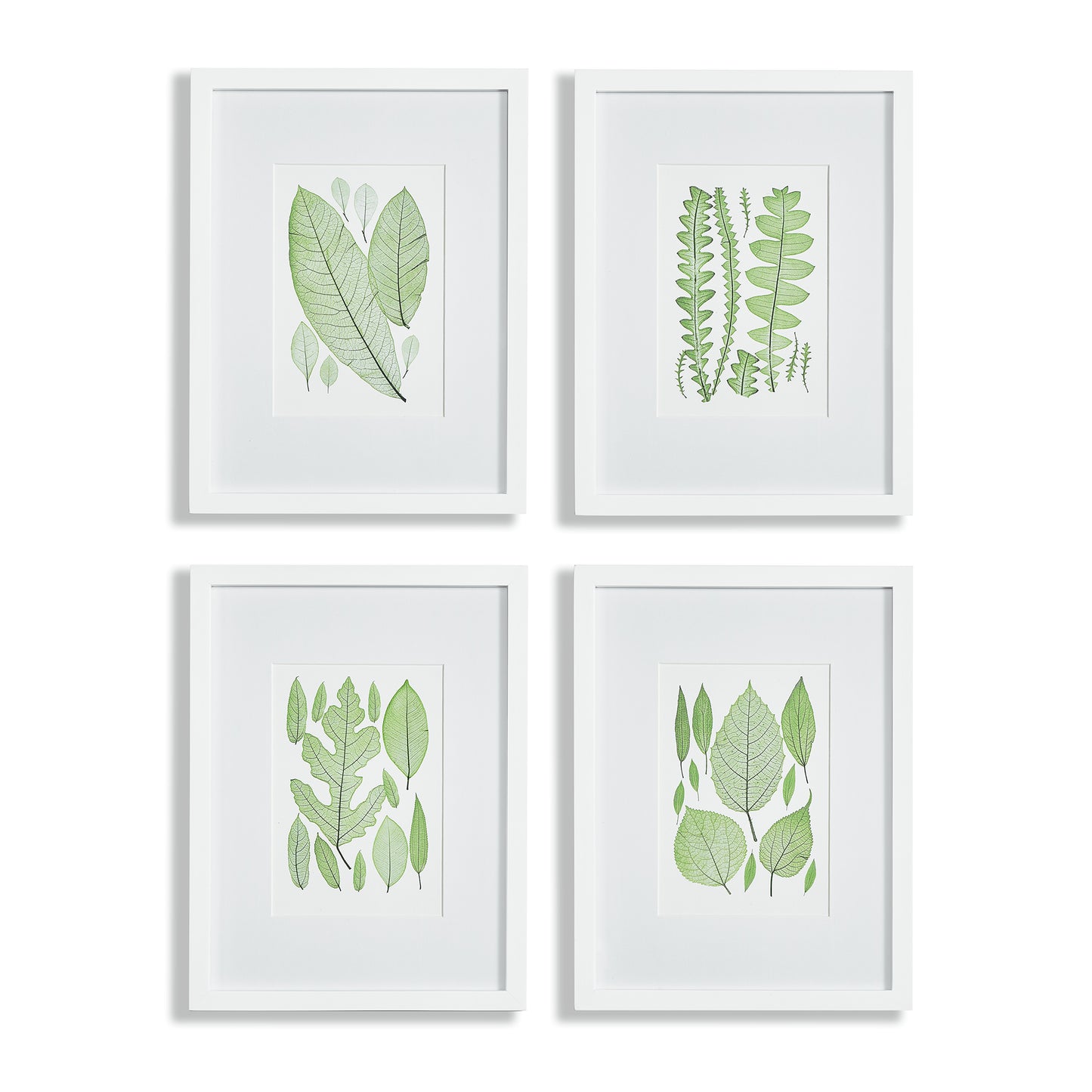 Assorted Leaf Prints, Set Of 4