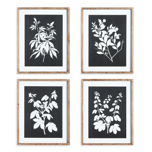 Monochrome Botanical Prints, Set Of 4