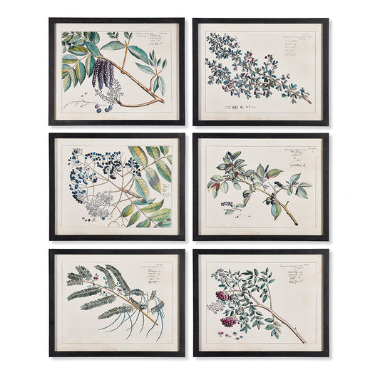 Berry Branch Botanical Study, Set Of 6