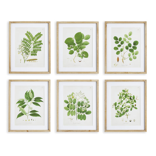 Tree Leaf Study, Set Of 6