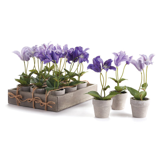 Mini Clematis Potted 7", Set Of 12