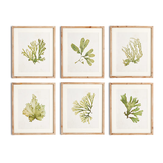 Kelp Prints, Set Of 6